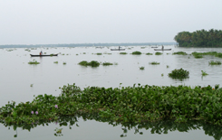 kerala backwater