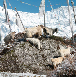 langtang lirung